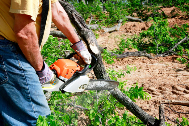 Large Tree Removal in Glendale, CA